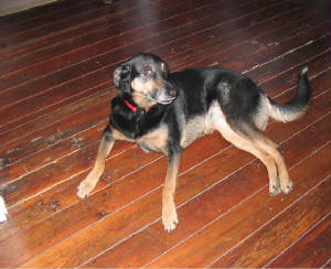 lucydog.jpg
